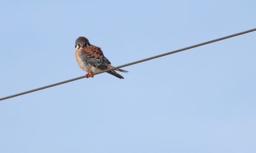 bird nature outdoors