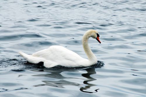 bird water nature