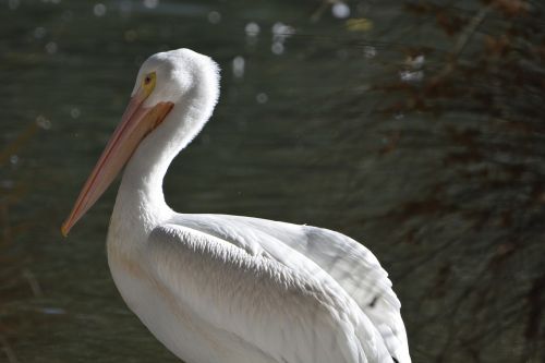 bird water pelican