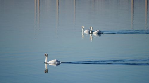 bird body of water nature