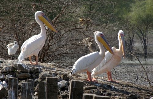 bird great white pelican pelecanus onocrotalus