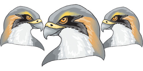bird falcon predator