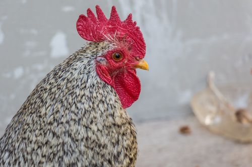 bird cock pets