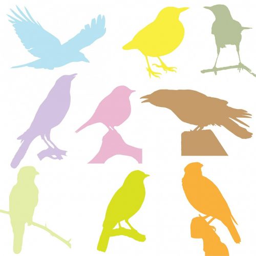 bird birds silhouette