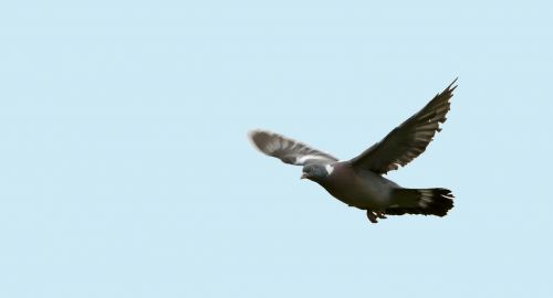 bird pigeon flight