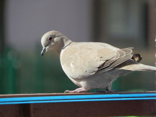 bird dove animals