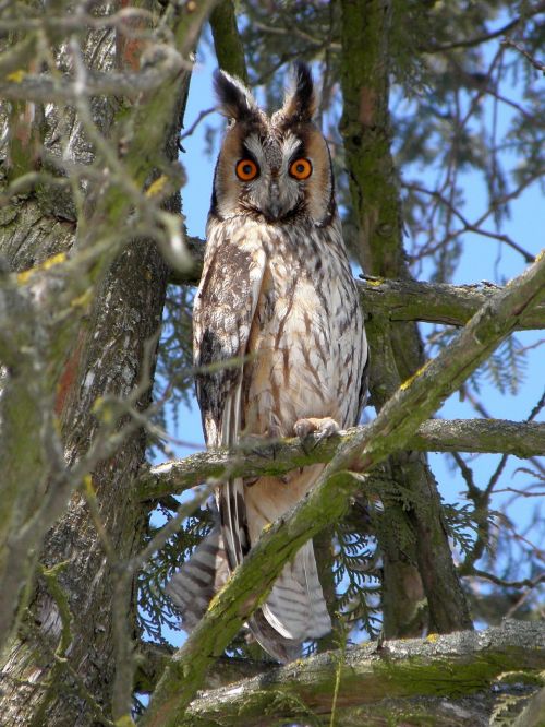 bird owl bird of prey