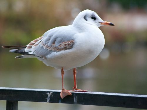 bird seagull animal