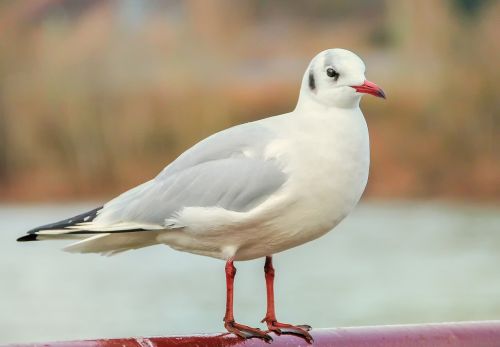 bird gull river