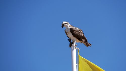 bird nature animal world