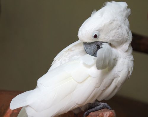 bird parrot cockatoo