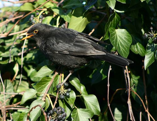 bird blackbird animal world