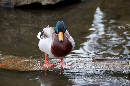 bird waters puddle