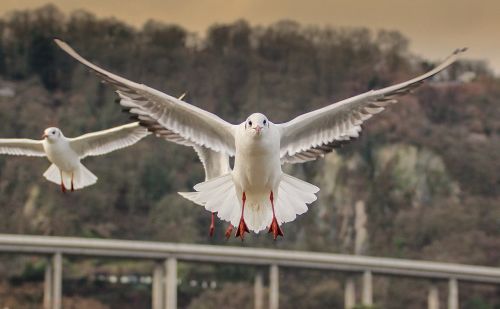 bird wing flight