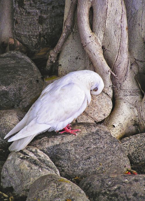 bird dove banyan