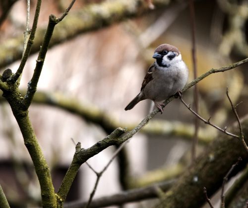 bird animal world sparrow