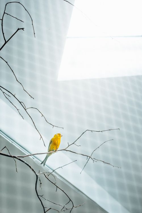 bird yellow cage