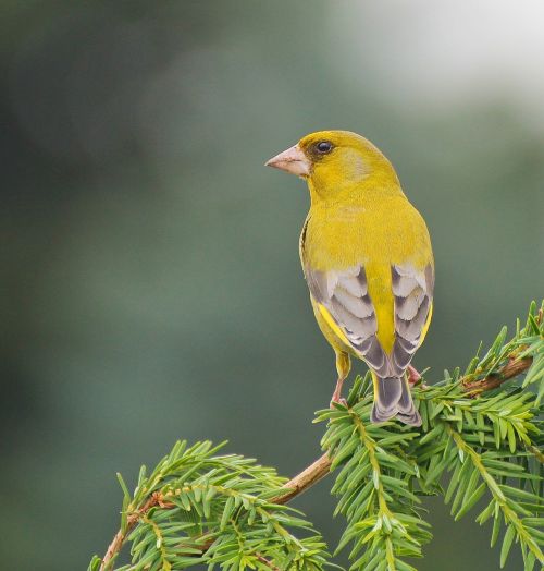 bird animal yellow