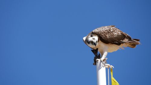 bird nature animal world