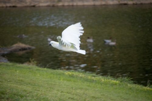 bird nature grass