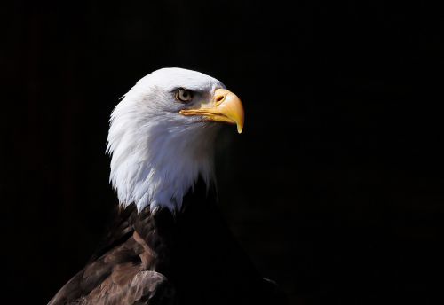 bird bird of prey adler