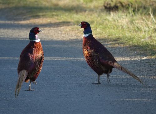 bird roosters pheasants wild freedom