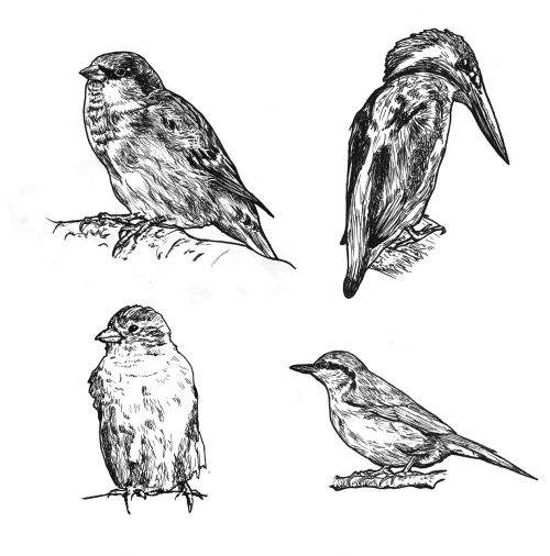 bird wildlife engraving