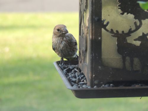 bird wildlife animal