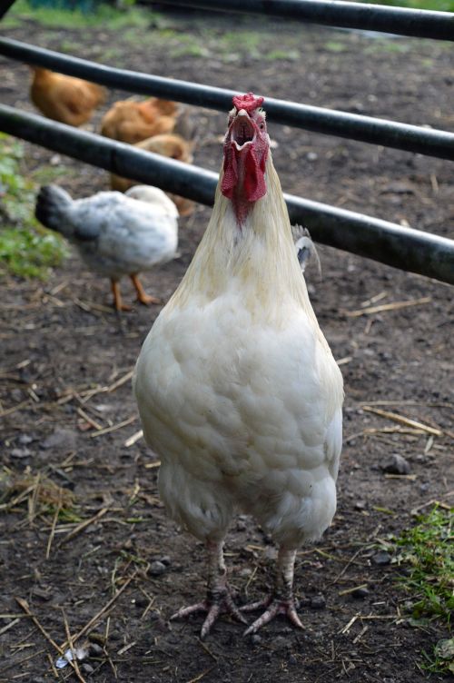 bird poultry farm