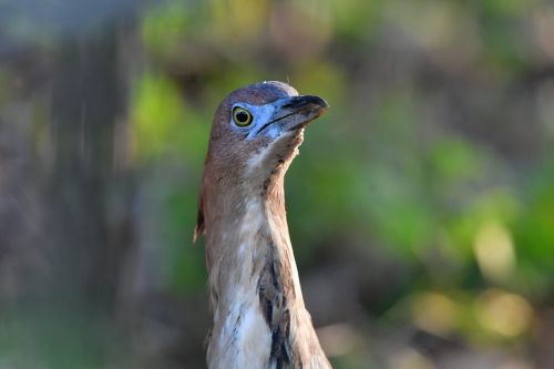 bird wild animals natural