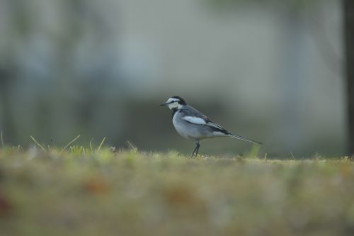 bird wild animals natural