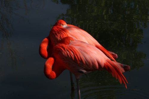 bird wildlife nature