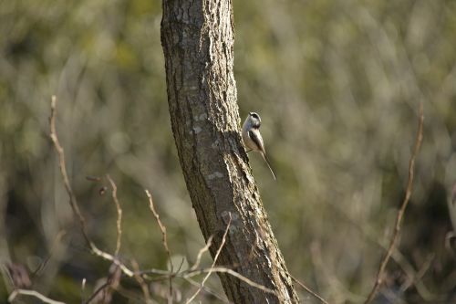 bird wild animals natural