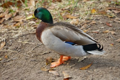 bird duck nature