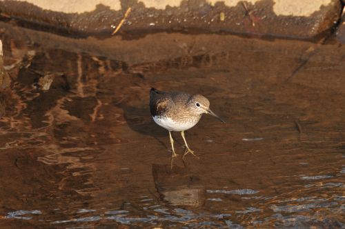 bird natural waters