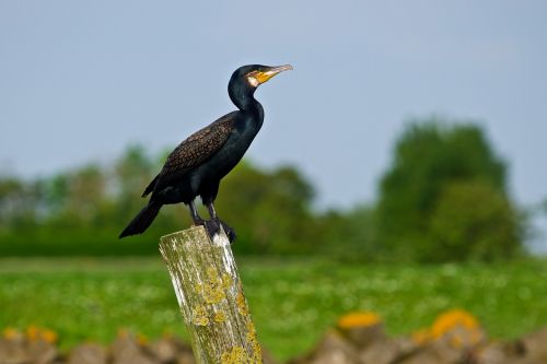 bird wildlife nature