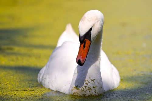 bird nature water