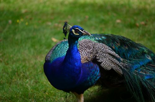 bird feather peacock