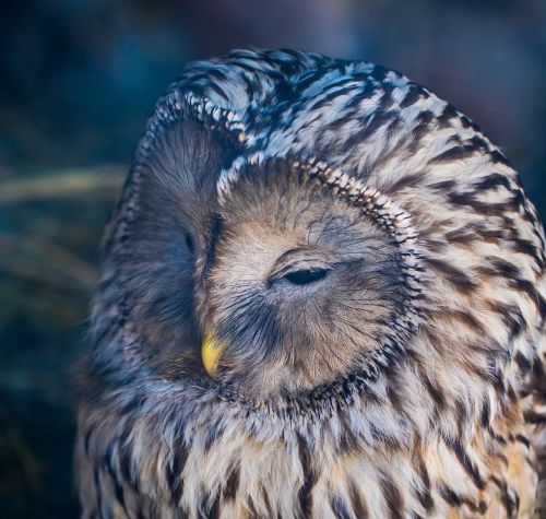 bird living nature pen