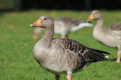 bird nature goose