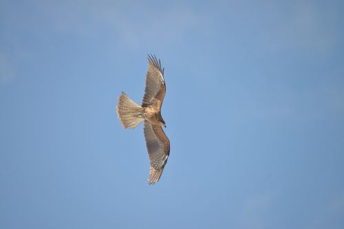 bird sky flight