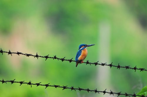 bird natural wild animals