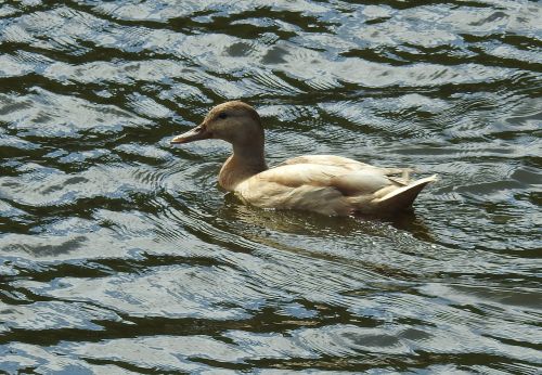 bird waters lake