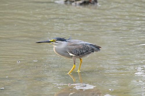 bird waters wild animals