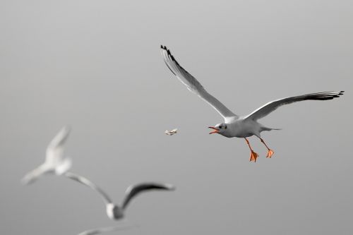 bird wildlife seagulls