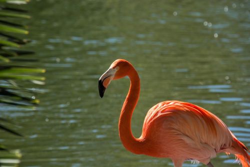 bird water nature