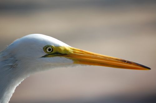 bird nature fauna