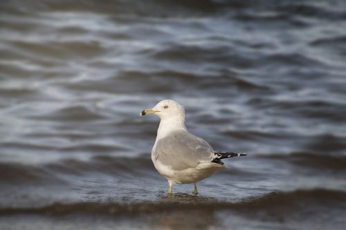 bird nature water