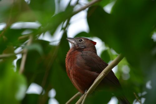 bird nature animal world