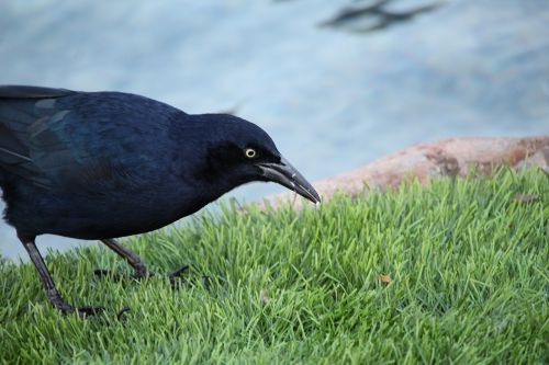 bird nature wildlife